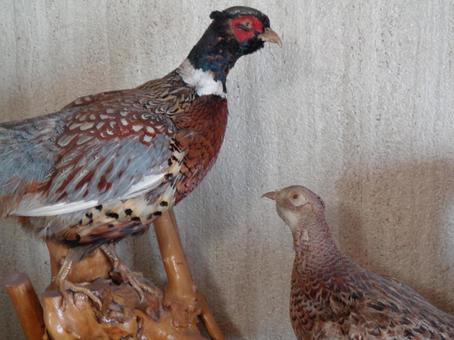 キジの剥製 キジ,剥製,つがいの写真素材