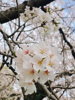 さくら さくらの写真