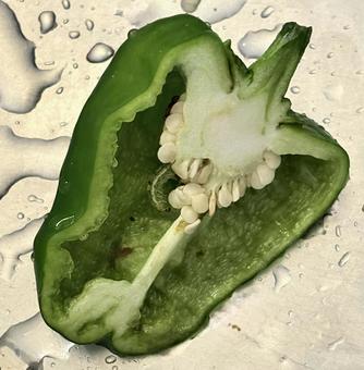害虫 害虫の写真