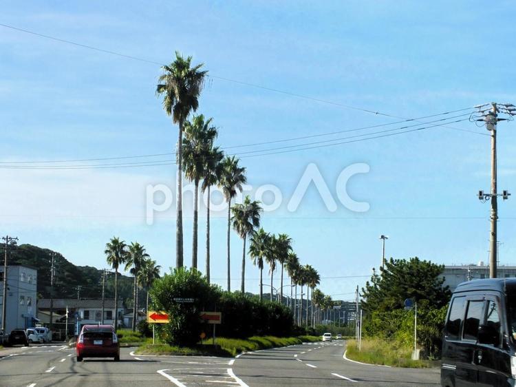 赤い矢印が誘導するヤシの木通り 街路樹,ヤシの木,ヤシの写真素材