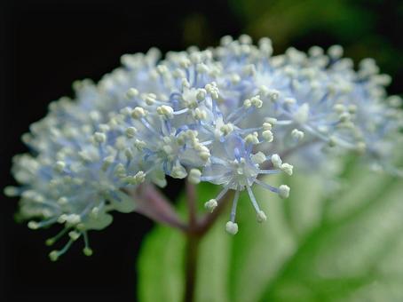 コアジサイの花 コアジサイの花の写真