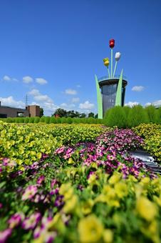 夏のチューリップ公園・コキア 夏のチューリップ公園・コキアの写真