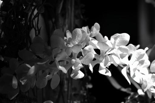 花 モノクロ 花 モノクロの写真