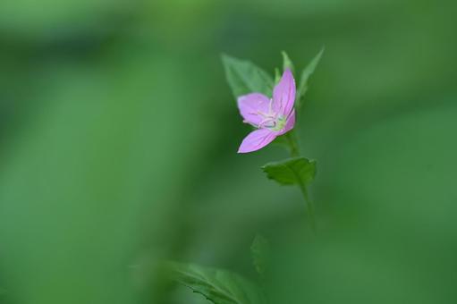 ユウゲショウの写真