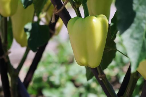 黄色いパプリカの実のアップ 黄色い,パプリカ,実の写真素材