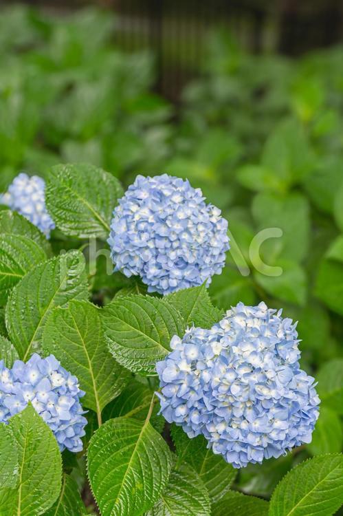 雨の日のあじさい 紫陽花,アジサイ,雨の写真素材