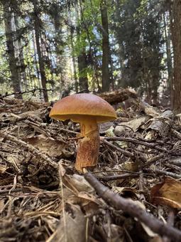 きのこ(ハナイグチ) きのこ(ハナイグチ)の写真