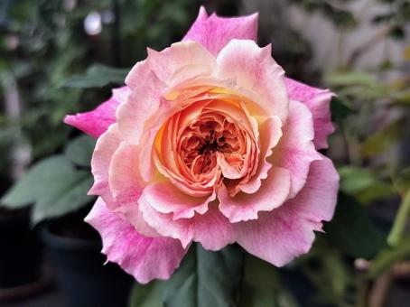 ベランダのバラ・シャルール ベランダのバラ・シャルール 薔薇,バラ,シャルールの写真素材