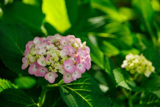 梅雨の晴れ間に咲くピンクの紫陽花 梅雨の晴れ間に咲くピンクの紫陽花 紫陽花,あじさい,アジサイの写真素材