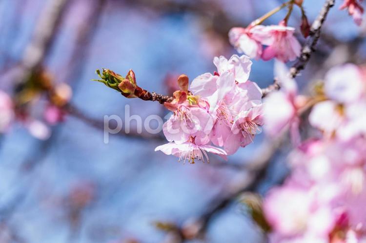 一足早い春を告げる早咲きの桜の花 春,花,青空の写真素材