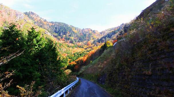 紅葉 紅葉の写真
