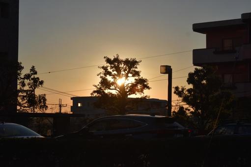 夕陽の樹 夕陽の樹の写真