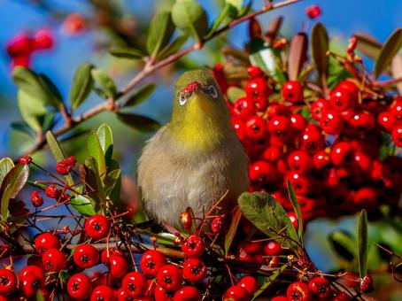 Pyracantha and Japanese White-eye, JPG Pyracantha and Japanese White-eye, JPG