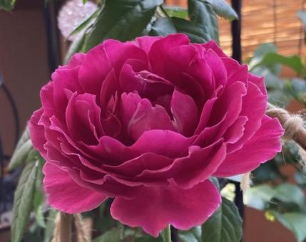 赤紫のバラ中輪カップ咲き 赤紫のバラ中輪カップ咲き バラ,薔薇,花の写真素材
