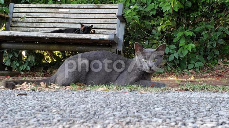 2匹の猫 猫,２匹,灰色の写真素材