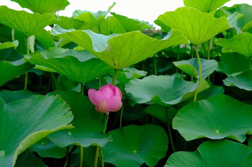 蓮の花 蓮の花の写真