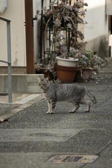 止まる猫 猫,野良猫,飼い猫の写真素材