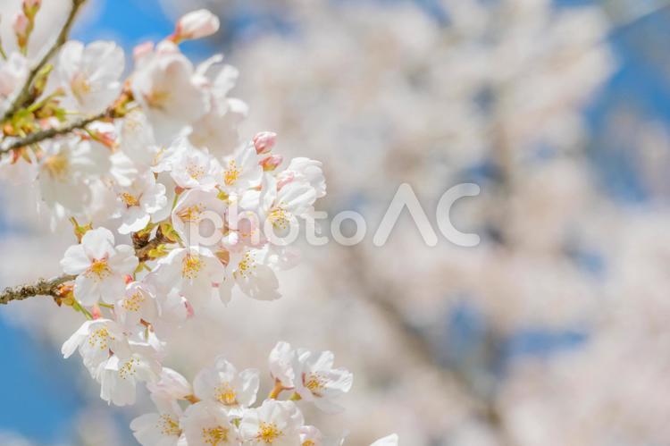 満開の桜　春のイメージ さくら,桜,サクラの写真素材