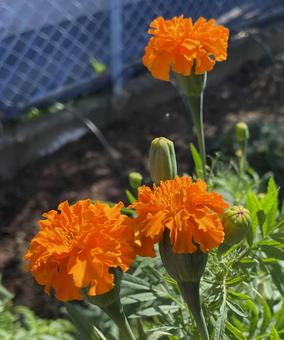 Photo, marigold, healing, red, 