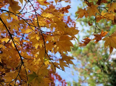 秋■紅葉 秋■紅葉の写真