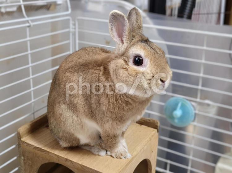 ゲージの中のうさぎ うさぎ,ウサギ,草食動物の写真素材