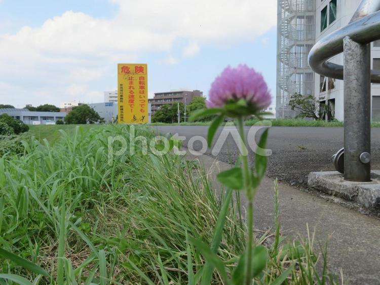 自転車への注意看板とムラサキツメクサ 注意看板,自転車,ムラサキツメクサの写真素材