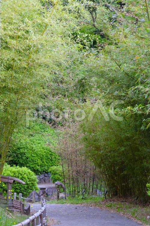 高山竹林園（奈良県生駒市）の竹林 高山竹林園,竹林,竹の写真素材