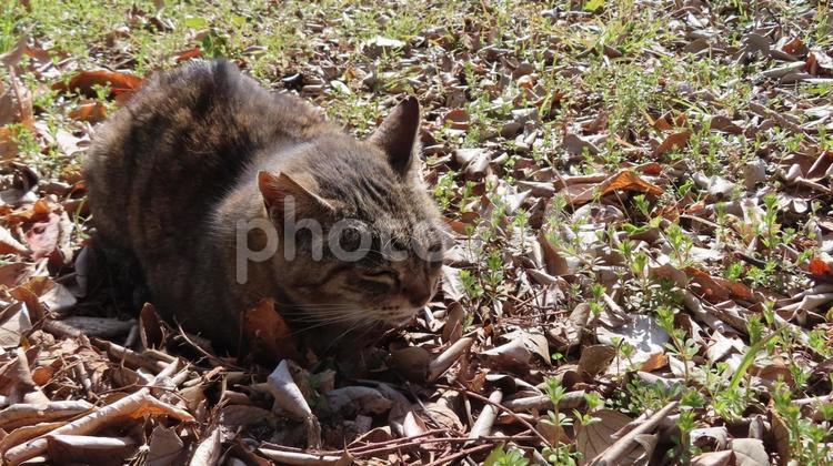 御利益がありそうなモフモフで可愛い眠り猫 猫,キジトラ,昼寝の写真素材