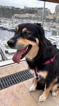 Happy Harbor Dog Happy Harbor Dogの写真