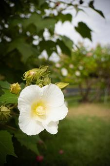 花 花の写真