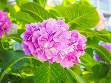 あじさい あじさい あじさい,アジサイ,紫陽花の写真素材