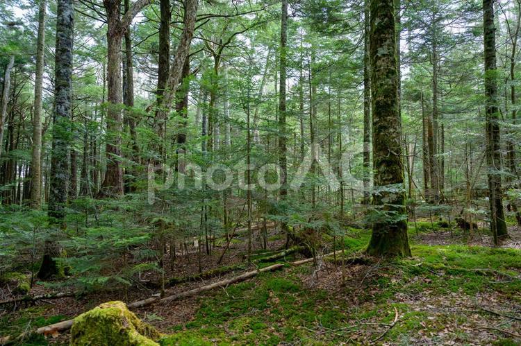 苔むした山林 森,森林,苔の写真素材