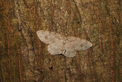 樹皮に擬態するシャクガの仲間 樹皮に擬態するシャクガの仲間 シャクガ,擬態,ガの写真素材