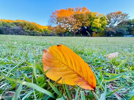 落ち葉と紅葉と公園とブルースカイ 秋,落ち葉,紅葉の写真素材