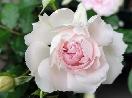 ベランダのバラ・シャリマー ベランダのバラ・シャリマー 薔薇,バラ,シャリマーの写真素材
