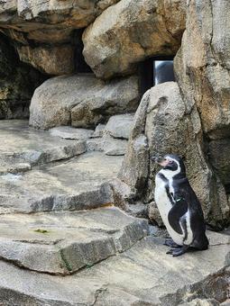 ペンギン2(少し遠景) ペンギン2(少し遠景)の写真