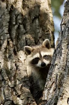 アライグマ 生き物,動物,野生動物の写真素材