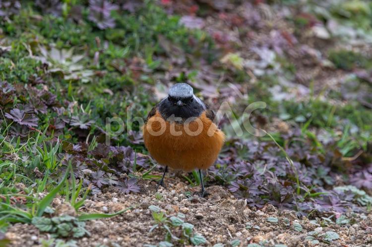ジョウビタキの冬の装い ジョウビタキ,鳥,野鳥の写真素材