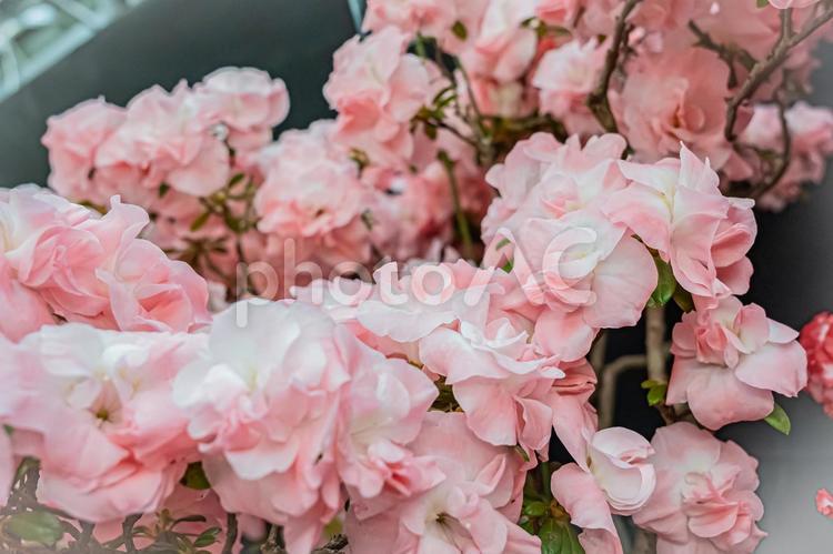 札幌　百合が原公園の温室の花 北海道,札幌,札幌市の写真素材
