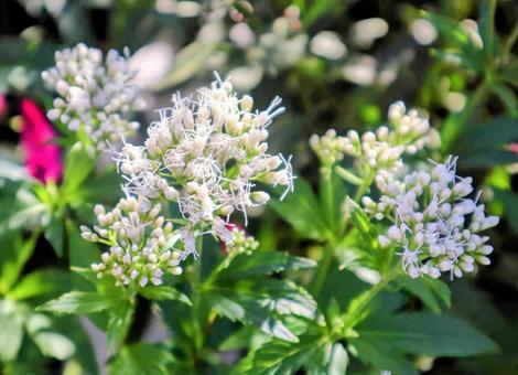 鵯花 藤袴,花,flowerの写真素材