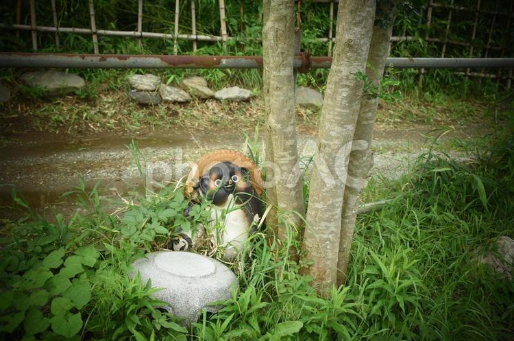 たぬきの置物 たぬき,狸,タヌキの写真素材
