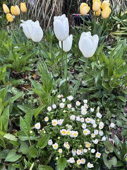 チューリップ チューリップ チューリップ,花,春の写真素材
