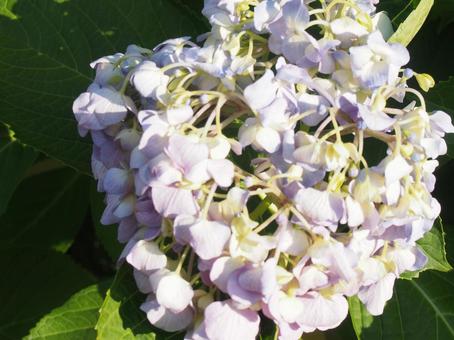 アジサイ アジサイの写真