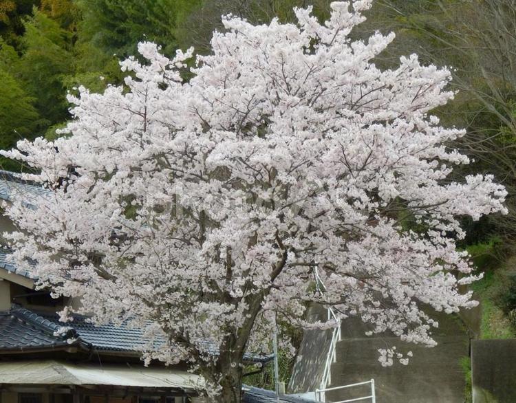 【桜の写真】桜が咲く風景 桜,さくら,サクラの写真素材