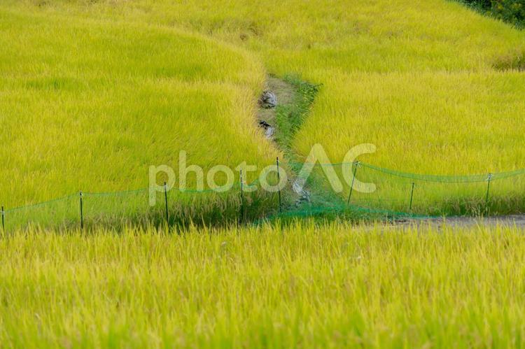 棚田 棚田,稲,風景の写真素材