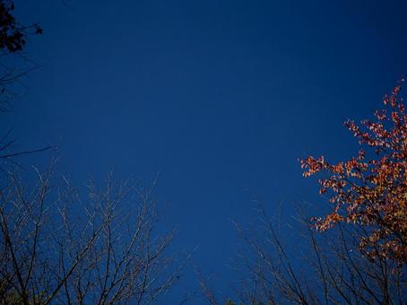 枯れ木と青い冬の空 背景,冬,枯れ木の写真素材