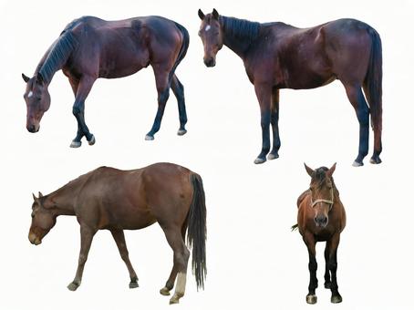 Photo, horse, thoroughbred, horse riding, 