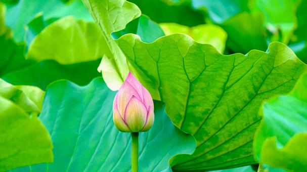 Lotus bud, JPG