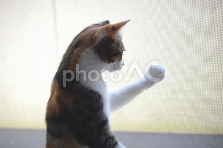 網戸に手をやる生後4ヶ月の三毛柄の子猫 猫,子猫,ネコの写真素材