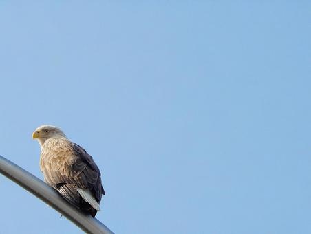 知床斜里町のオジロワシと青空 鷲,ワシ,オジロワシの写真素材